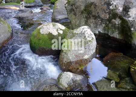 Klares Wasser fließt über moosige Felsen in einem Regenwaldbach bei Bartle Frere, Wooroonooran National Park, Queensland, Australien Stockfoto