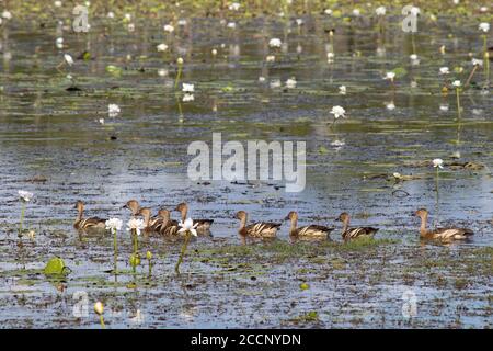 Familie von Enten auf einem Billabong. Mutter und die Kleinen schwimmen in einer Reihe. Umgeben von weißen Seerosen. Wilde Vögel. Kakadu, Australien Stockfoto