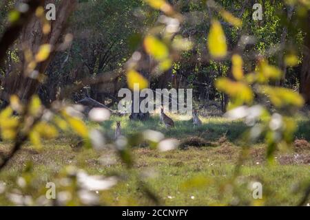 Familie von drei wilden Kängurus im Wald. Umrahmt von Baumblättern. Tiere betrachten die Kamera. Verschwommene Blätter im Vordergrund. Kakadu, Australien Stockfoto