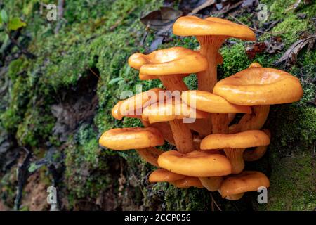 Jack-O'Lantern Pilz (Omphalotus illudens) - Pisgah National Forest, Brevard, North Carolina, USA Stockfoto