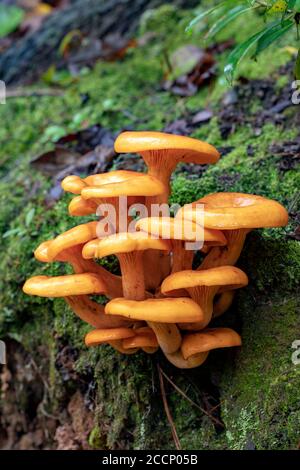 Jack-O'Lantern Pilz (Omphalotus illudens) - Pisgah National Forest, Brevard, North Carolina, USA Stockfoto