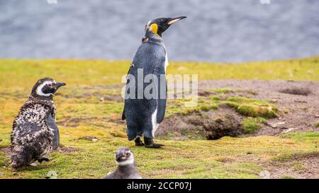 Ein Königspinguin mit Magellanic Penguins auf East Falkland Island Stockfoto