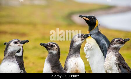 Ein Königspinguin mit Magellanic Penguins auf East Falkland Island Stockfoto