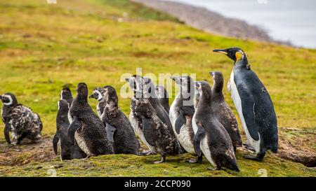 Ein Königspinguin mit Magellanic Penguins auf East Falkland Island Stockfoto