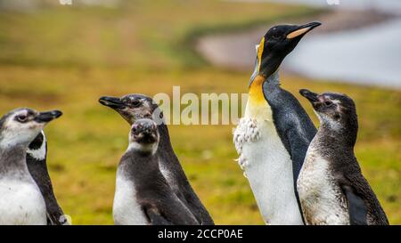 Ein Königspinguin mit Magellanic Penguins auf East Falkland Island Stockfoto