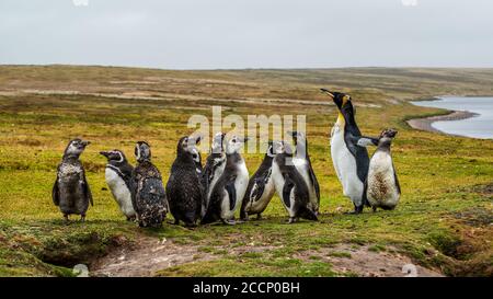 Ein Königspinguin mit Magellanic Penguins auf East Falkland Island Stockfoto