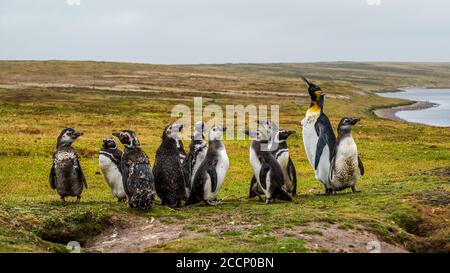 Ein Königspinguin mit Magellanic Penguins auf East Falkland Island Stockfoto