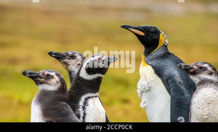 Ein Königspinguin mit Magellanic Penguins auf East Falkland Island Stockfoto