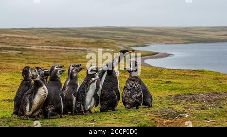 Ein Königspinguin mit Magellanic Penguins auf East Falkland Island Stockfoto