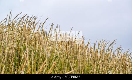 Concordia Bay, East Falkland Island Stockfoto