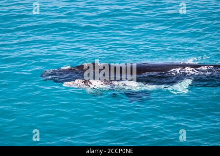 Rechts Südwale, Kuh und Kalb. Weißes Kalb, seltene Einzelperson. Mutter und Baby im Kinderzimmer Head of Bight, Australien. Winterzeit. Stockfoto