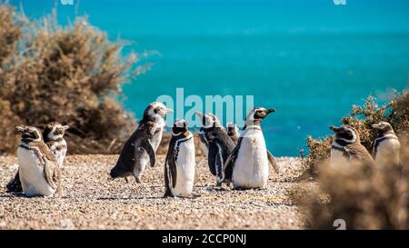 Jungtiere Pinguine am Strand der Valdes Peninsula Stockfoto