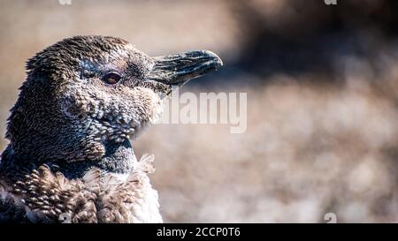 Jungtiere Pinguine am Strand der Valdes Peninsula Stockfoto