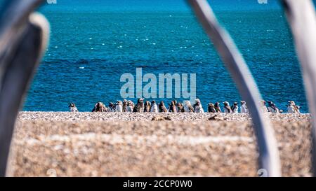 Gentoo Pinguine durch ein Walskelett am Strand gesehen Auf Valdes Peninsula Stockfoto