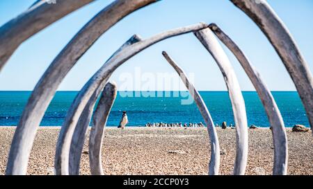 Gentoo Pinguine durch ein Walskelett am Strand gesehen Auf Valdes Peninsula Stockfoto