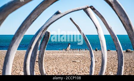 Gentoo Pinguine durch ein Walskelett am Strand gesehen Auf Valdes Peninsula Stockfoto