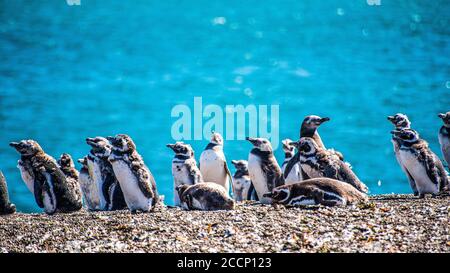 Jungtiere Pinguine am Strand der Valdes Peninsula Stockfoto