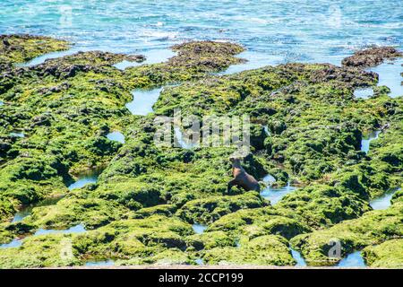 Ein südamerikanischer Seelöwe auf den Felsen der Valdes Peninsula, Argentia Stockfoto