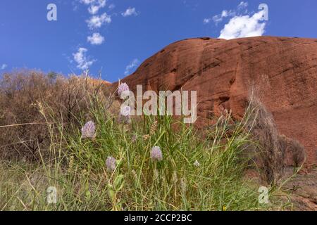 Lila Blüten und Kräuter typisch aus trockener Landschaft vor trockenen Felswänden, erodiert von Wasser und Wind. Mount Kata Tjuta, Zentralaustralien Stockfoto