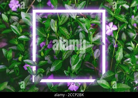 Neon-Rahmen bei dunklen Blättern mit Blumen Hintergrund. Kann für Werbebanner oder Werbehintergrund verwendet werden Stockfoto