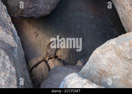 Scheue Felswand versteckt sich zwischen Felsen, im Schatten. Ganzkörperbild. Magnetic Island, Queensland, Australien Stockfoto