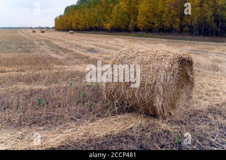 Farm Feld mit Heuballen. Herbsternte. Abgeschrägter Stroh auf dem Hintergrund des Waldes mit bunten Bäumen. Wunderschöne Herbstlandschaft Stockfoto