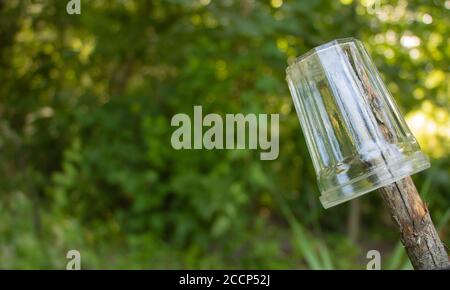 Glas hängt an einem Zweig im Garten. Stockfoto