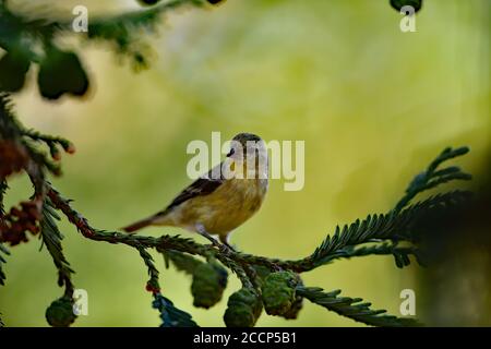 Spinus psstria alias Lesser Goldfinch Stockfoto