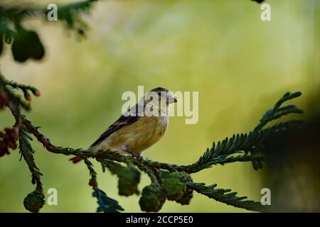 Spinus psstria alias Lesser Goldfinch Stockfoto