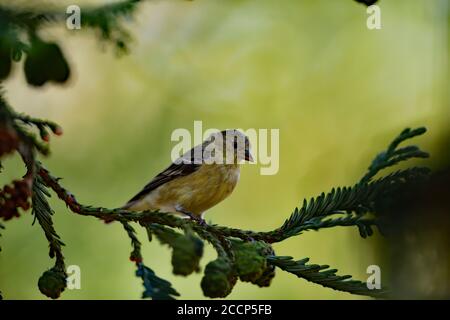 Spinus psstria alias Lesser Goldfinch Stockfoto