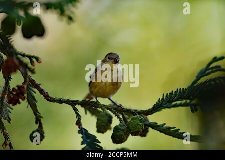 Spinus psstria alias Lesser Goldfinch Stockfoto