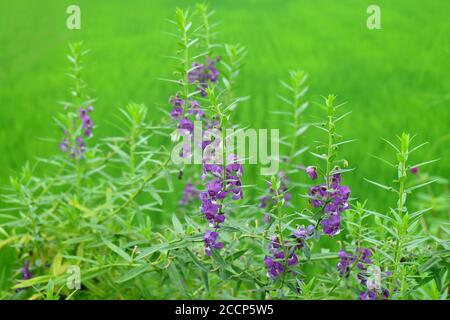 Sommer Snapdragon oder Angelonia Blume Sträucher mit verschwommenen wachsenden Reis Feld „Werk“ im Hintergrund Stockfoto