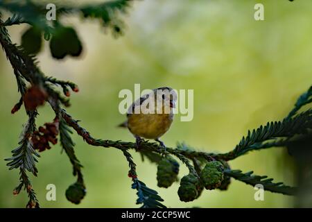 Spinus psstria alias Lesser Goldfinch Stockfoto