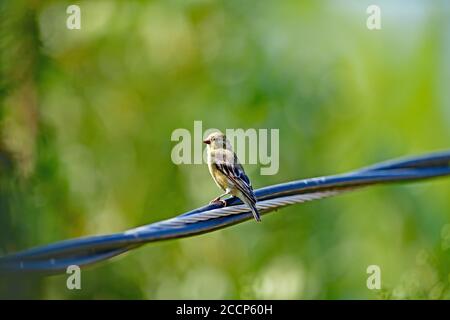 Spinus psstria alias Lesser Goldfinch Stockfoto