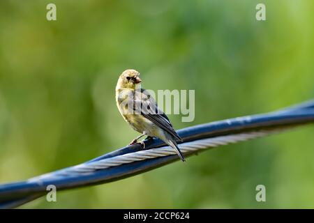 Spinus psstria alias Lesser Goldfinch Stockfoto