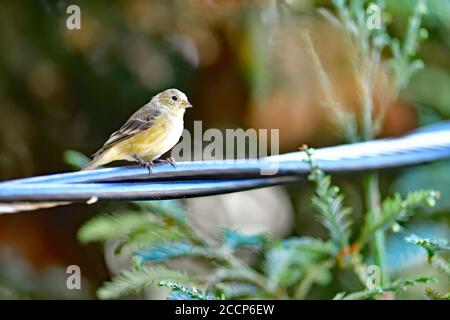 Spinus psstria alias Lesser Goldfinch Stockfoto