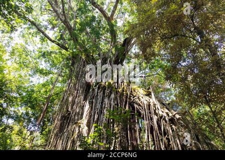 Vorhang Feigenbaum mit Luftwurzeln wächst von oben nach unten. Gefiltertes Licht durch grüne Blätter. Cairns, Atherton Tablelands, Yungaburra, Australien Stockfoto