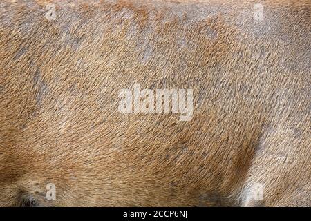 Echte Textur schöne Haut von Hirschen. Natur Tierkörper und Pelzmuster Stockfoto