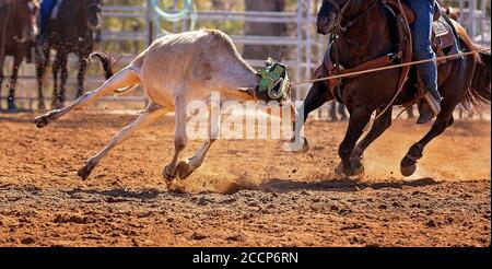 Kalb Kalb in einem Team Roping Veranstaltung der Cowboys an ein Land Rodeo lassoed werden Stockfoto