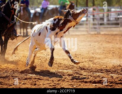 Kalb Kalb in einem Team Roping Veranstaltung der Cowboys an ein Land Rodeo lassoed werden Stockfoto