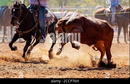 Kalb Kalb in einem Team Roping Veranstaltung der Cowboys an ein Land Rodeo lassoed werden Stockfoto