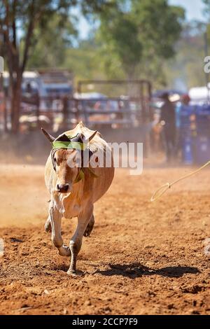 Kalb Kalb in einem Team Roping Veranstaltung der Cowboys an ein Land Rodeo lassoed werden Stockfoto