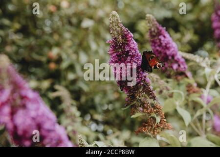 Ein Pfauenschmetterling sitzt und ernährt sich von einem Veilchen Blumen des blühenden Schmetterlingsbusches während des Sommertages Im grünen Garten Stockfoto