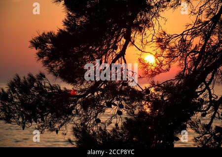 Landschaftlich schöner Sonnenuntergang an der Adria durch die Kiefernäste Stockfoto