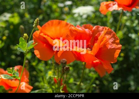 Blumen rote Mohnblumen an einem sonnigen Tag vor einem Hintergrund Von verschwommenem Grün Stockfoto
