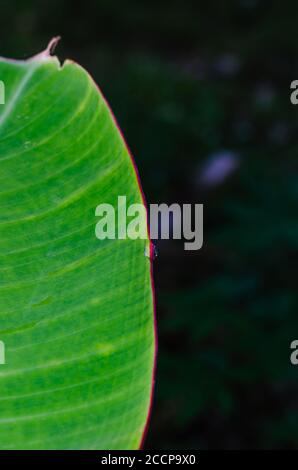 Tautropfen auf dem Bananenblatt für natürlichen Hintergrund. Stockfoto