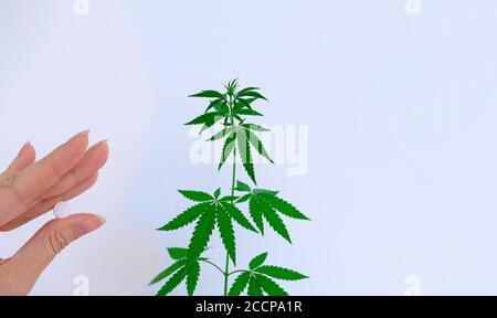 Cannabispflanze und Hand mit Pharmazeutika.Marihuana auf weißem Hintergrund. Stockfoto