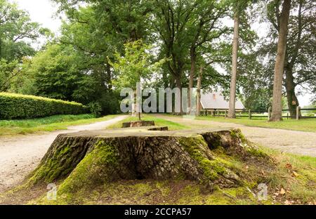 Junge Eiche gepflanzt, um zwei große alte, die beiden Baumstämme zu ersetzen. Stockfoto