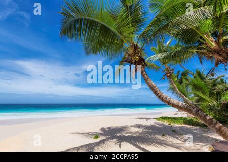 Tropischer weißer Sandstrand mit Kokopalmen und türkisfarbenem Meer auf Paradise Island. Stockfoto