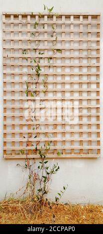 Holzraster Dekoration für Weinrebe an der Außenwand wachsen. Stockfoto